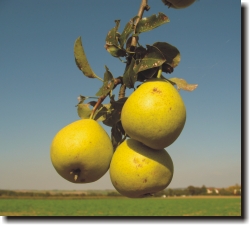 Williams-Christ-Birnen